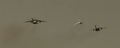 Thumbnail for version as of 03:22, 11 April 2020